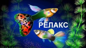 Релакс Красивые Аквариумные рыбки Жизнь Подводного Мира.