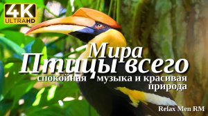 4К Птицы Всего Мира - Красивая природа и спокойная музыка которая подойдет для отдыха, медитации