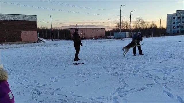 большой русский ринг Заполярье 2024 (03.11.2024)
