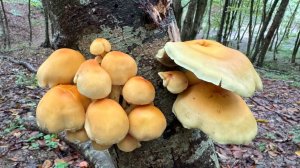Опасный гриб ложноопёнок серно-желтый (Hypholoma fasciculare).