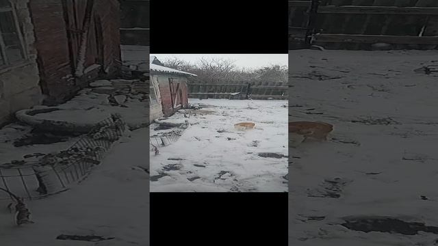 Симба Зимой смотреть онлайн