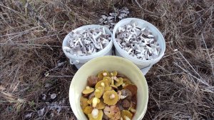 Грибы в лесу не заканчиваются, грибы мышата или землисто серая рядовка и маслята, грибы Крыма 2024