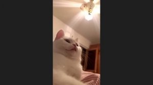 забавные и смешные кошки и собаки 640