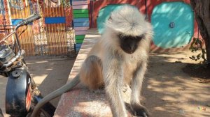 9468973-hd_1920_1080_30fps