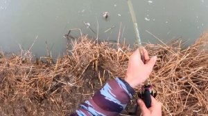 Ловля сазана зимой .