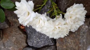 Обзор розы сорта Свани во все сезоны, особенности.Часть 1. Review of Swany rose - in all seasons-p.1