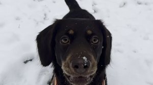 4 ноября_СНЕГ_ЛЕС_ПРОГУЛКА