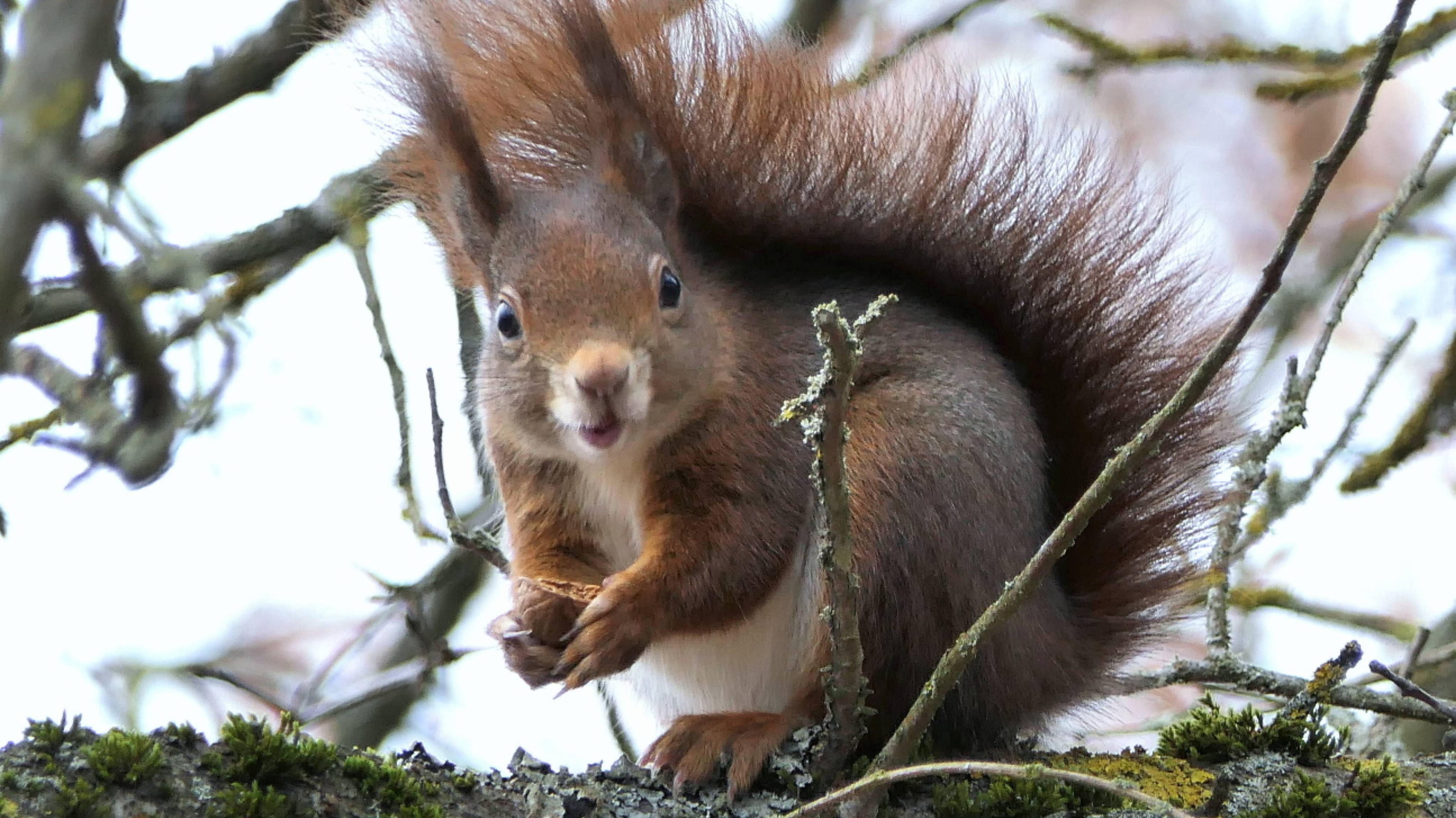 Жизнь🐿️ "Белки" 🐿️ спустилась с дерева за орешком🌰 / The squirrel went down for a nut/.