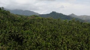 6981376-hd_1920_1080_25fps