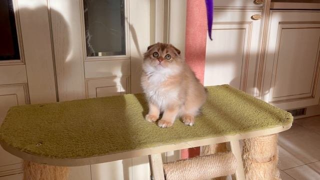 IMG_8361
Котики шотландцы вислоухие