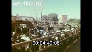 1977г. колхоз Заветы Ильича. Жиленко С.И. Домодедовский район Московская обл.