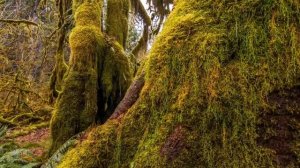 Прекрасная природа по всему миру (видео №4)