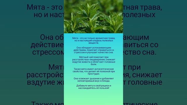 Польза мяты 🤗🍵🌿