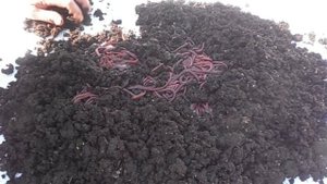 Кадры из жизни червеводов)))