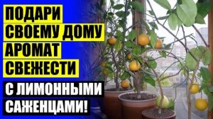 ⚡ Как ухаживать за лимонным деревом в горшке ⭐ Домашние мини деревья фруктовые 👍