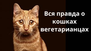 Вся правда о кошках вегетарианцах.
#топыкатегорий