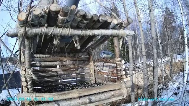 Лазоревка