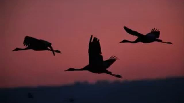 Аркадий Северный   Журавли смотреть онлайн