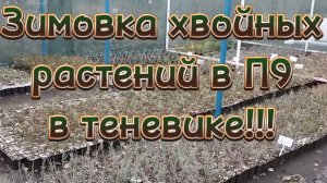 🌲Как зимуют мои хвойные растения в п9🌲