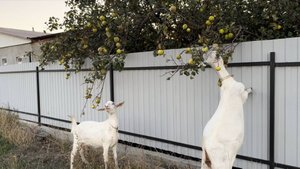 Купила новые модные чувяки\ Собаки сегодня бегали как заведенные