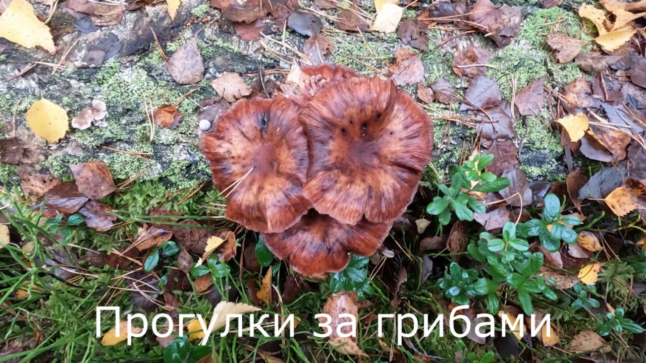 Прогулки за грибами.  Переростки опята. Ежовики.  Закрываю сезон.