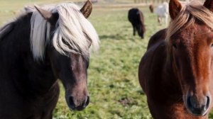 11954893-hd_1920_1080_24fps