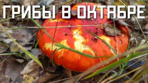 Грибы в Подмосковье сейчас