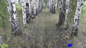 Грибы.