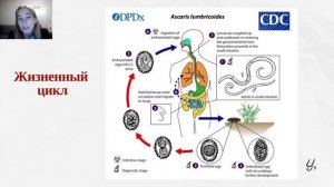 Биология | Паразиты: нематоды. Аскариды