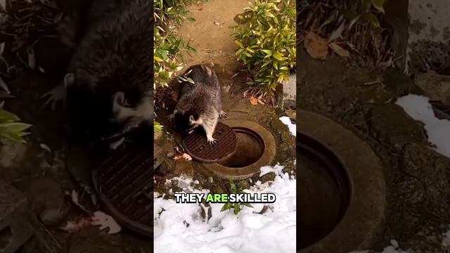 Raccoons: Intelligent and Adaptable Urban Wildlife#raccoons #wildlife #nature #animals #ecofriendly