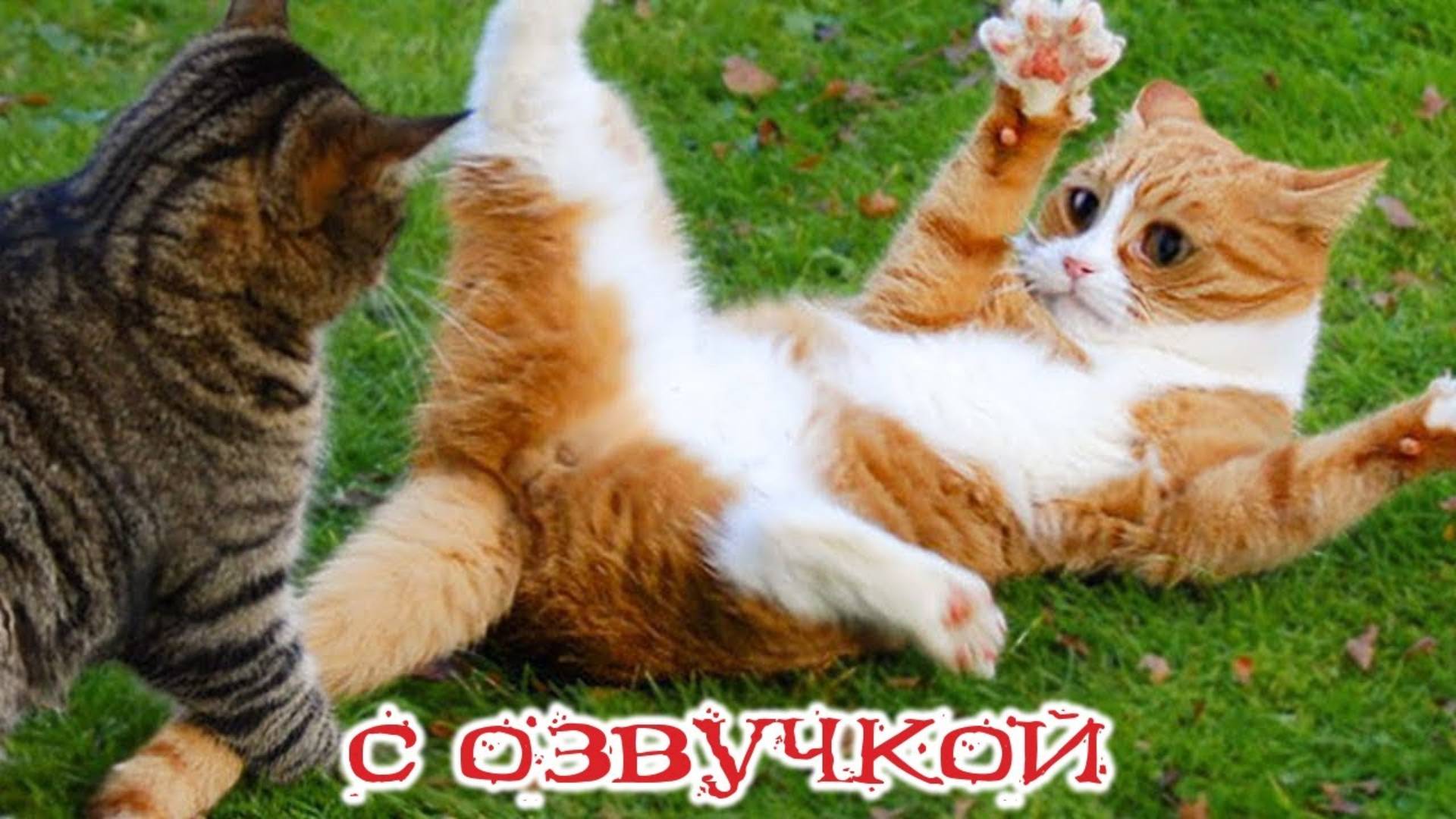 Приколы с котами! Смешные коты! С ОЗВУЧКОЙ! Самые смешные животные!!!