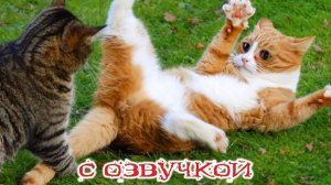 Приколы с котами! Смешные коты! С ОЗВУЧКОЙ! Самые смешные животные!!!