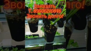 Шикарные пеларгонии! Принимаю заказы на укорененные черенки пеларгоний.Условия в описании. #черенки