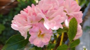 Обзор розы сорта Зе Фэйри. Почвопокровная роза The Fairy на Юге. Review of The Fairy rose variety.