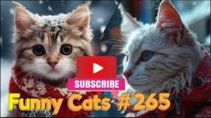 Смешные коты #265