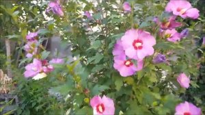 Гибискусы древовидные сирийские - от первого цветочка до самых морозов. Почему люблю, какие минусы.