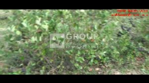 КОМБАЙН ПРИЦЕПНОЙ ДЛЯ СБОРА АРОНИИ (ЧЕРНОПЛОДНОЙ РЯБИНЫ)