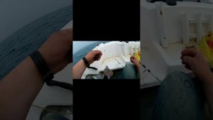 28.06.24г выход на камбалу, о. русский район языка, рыбалка понравилась!