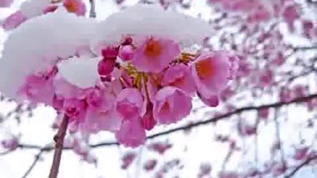 Белой акации  гроздья душистые смотреть онлайн