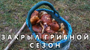 Грибы в Подмосковье ноябрь года закрываем сезон