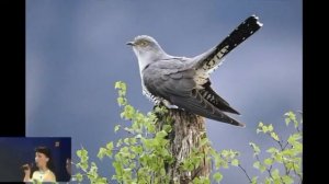 Шăнкрав курăке