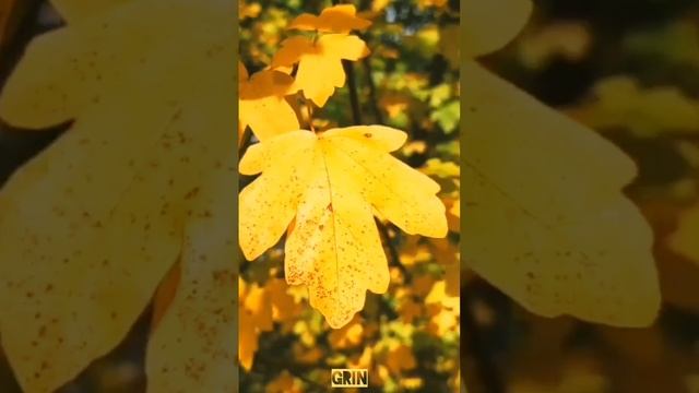 🟡Aivi - Осень в нашей юдоли🍁(2)