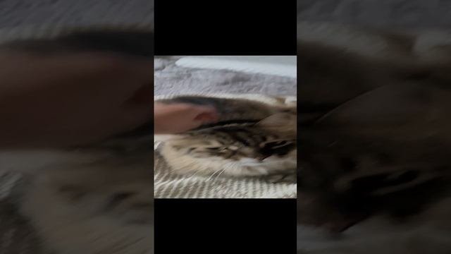 I LOVE CAT❤️❤️❤️❤️❤️❤️❤️❤️