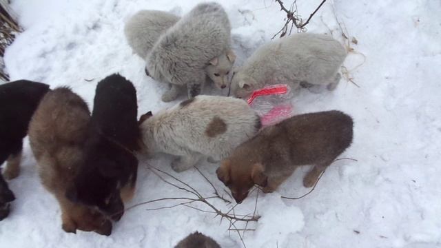 ЗАГОРЬЕ 26.01.2022