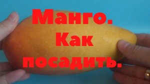 Манго. Как вырастить манго из косточки.