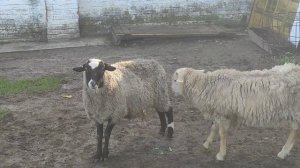 Песенка про овечку