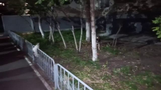 отважный