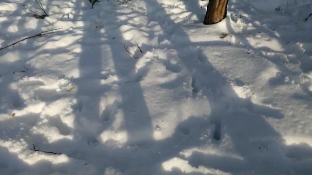 Подкормочная площадка для косули