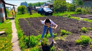 КУПИЛА ЗАБРОШЕННУЮ ДАЧУ/ПОСАДКА КАРТОФЕЛЯ/ПОКУПКИ ИЗ МАГАЗИНА СВЕТОФОР/ПРИОБРЕЛА ЧУДО ПОМОЩНИКА