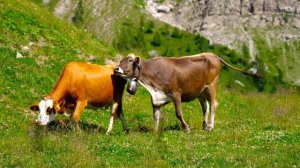 7120005-uhd_3840_2160_30fps